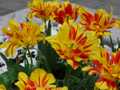 Yellow red tulips 2